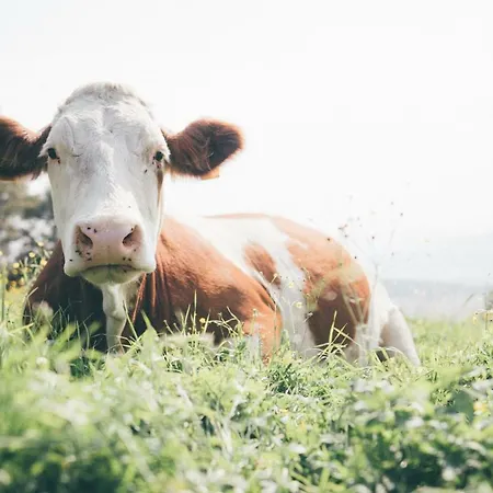 ファームステイ Essleggerhof *