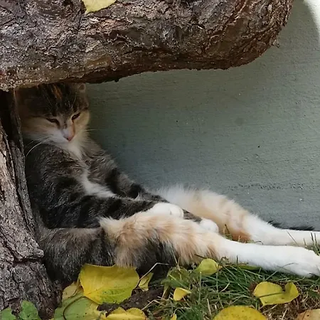 Essleggerhof * Fachau