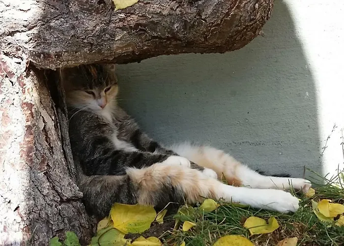 Essleggerhof * Fachau